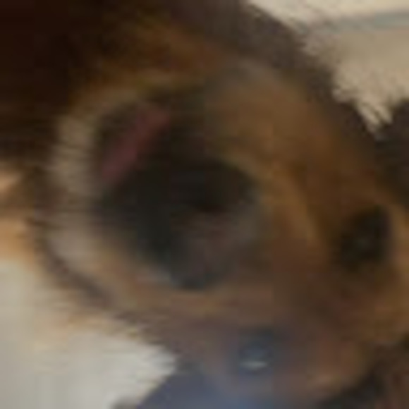 Meet your Posher, Anastacia - Picture 1 of 1